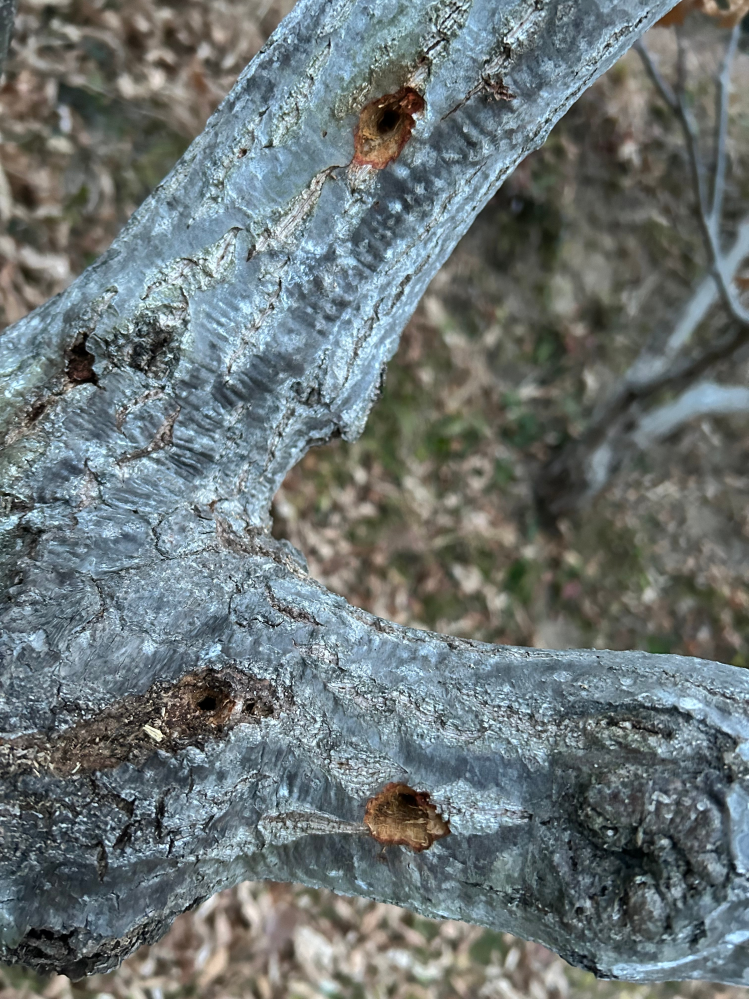 栗の木の害虫について教えてください。添付画像の様な害虫が栗の... - Yahoo!知恵袋