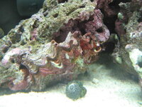 ライブロックのキュアリングについてキュアリングについて バケツに入 Yahoo 知恵袋