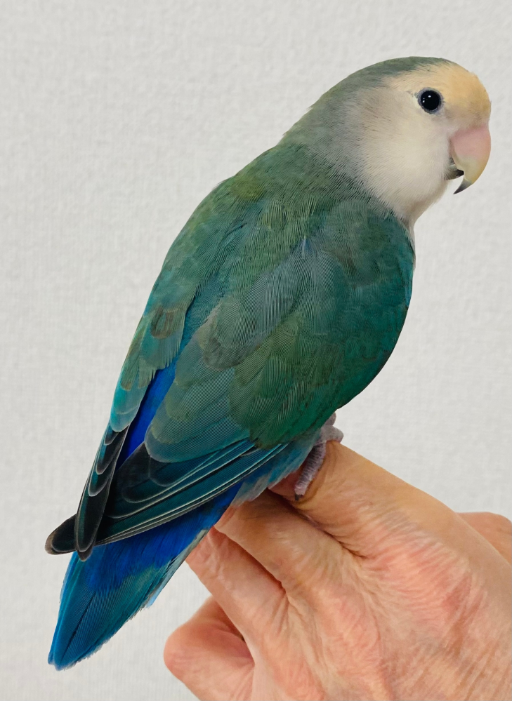 コザクラインコの羽 12枚セット グリーン ブルー コザクラインコのカラーについてです。幼鳥の頃から育てており、ブルー