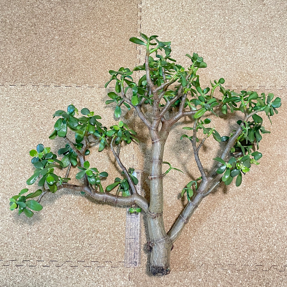 金のなる木を復活させたいです。10年以上育てていた金のなる木が、水の