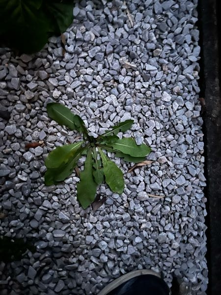 この植物は何ですか？