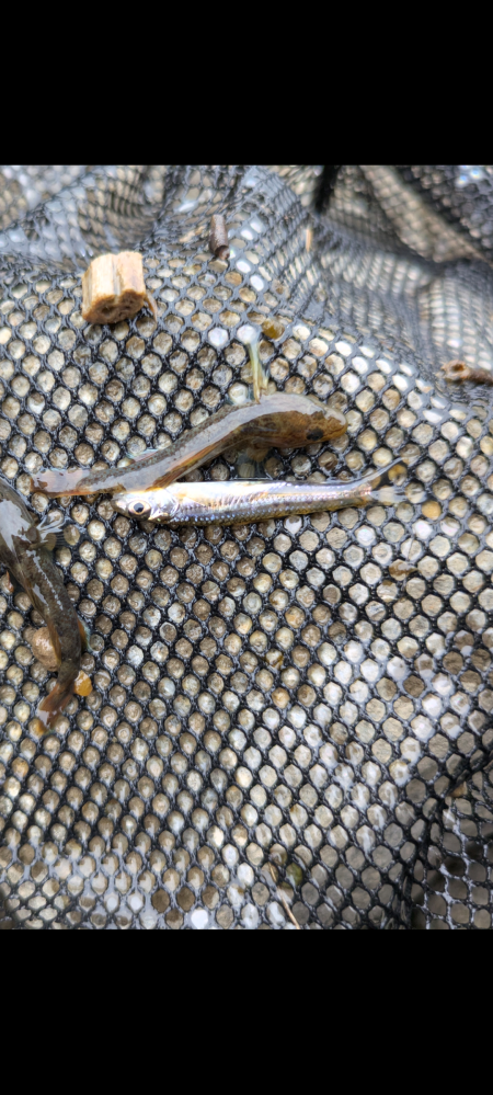 この魚の種類を教えてください。 ニゴイにも少し見えますが、コウライモロコやイトモロコなどかもしれないと思っています。 回答よろしくお願いします。