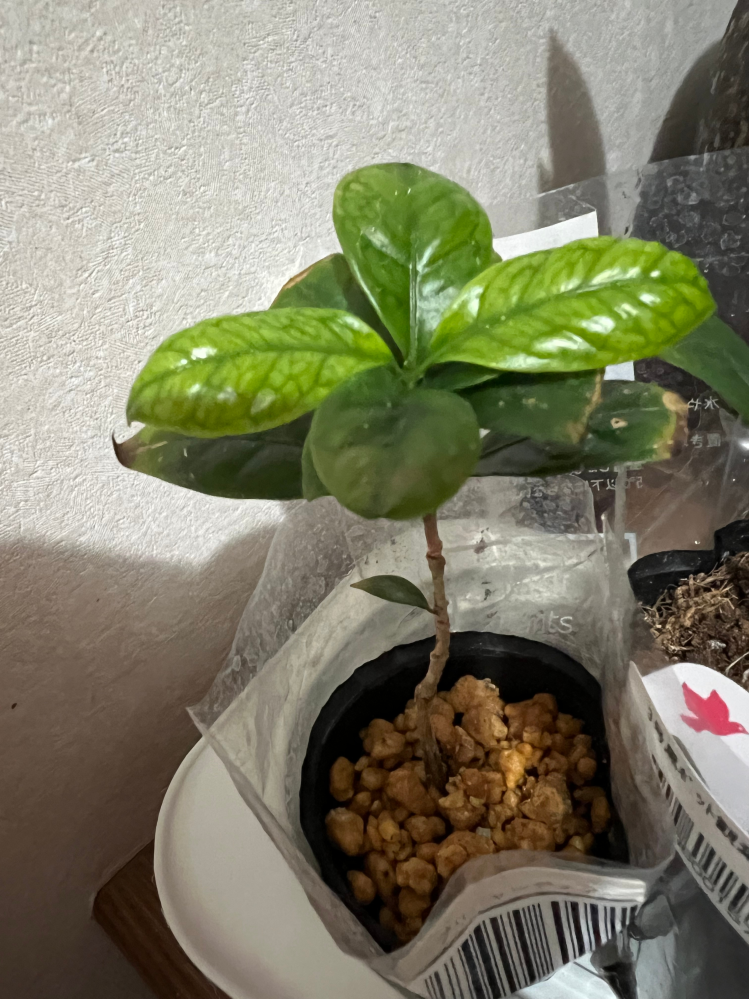 この植物の名前を教えてください 100均でプリチャーディアと名前がついていましたが、プリチャーディアを検索すると全く別の植物です お店に行くたび気になっていて名前が分からないまま購入して来ました