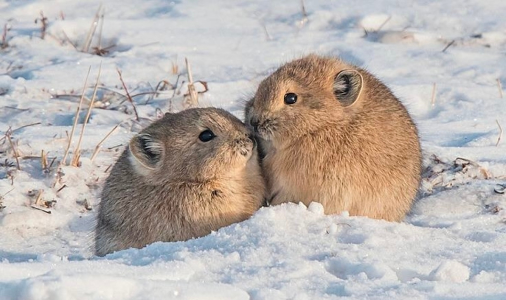 この動物の名前わかりますか？とっても可愛いので知りたいです。