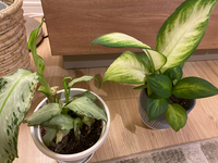 新しい芽 トップカットで初めて出て来たイエローモンスターの新芽が