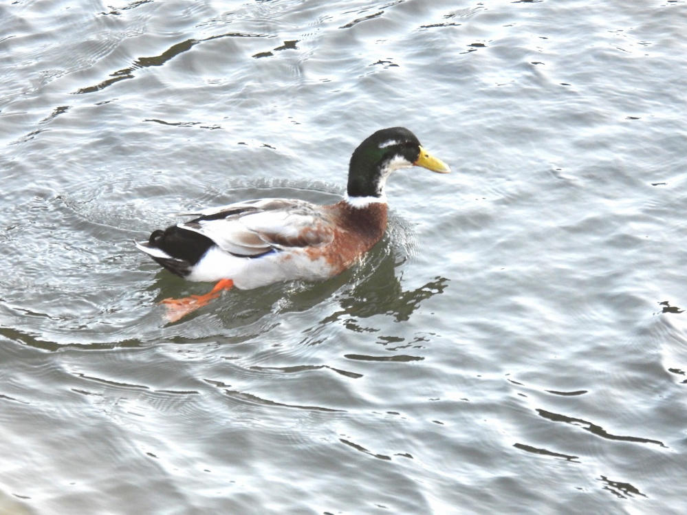 この水鳥は何というのでしょうか？ 伊豆下賀茂で見ました。