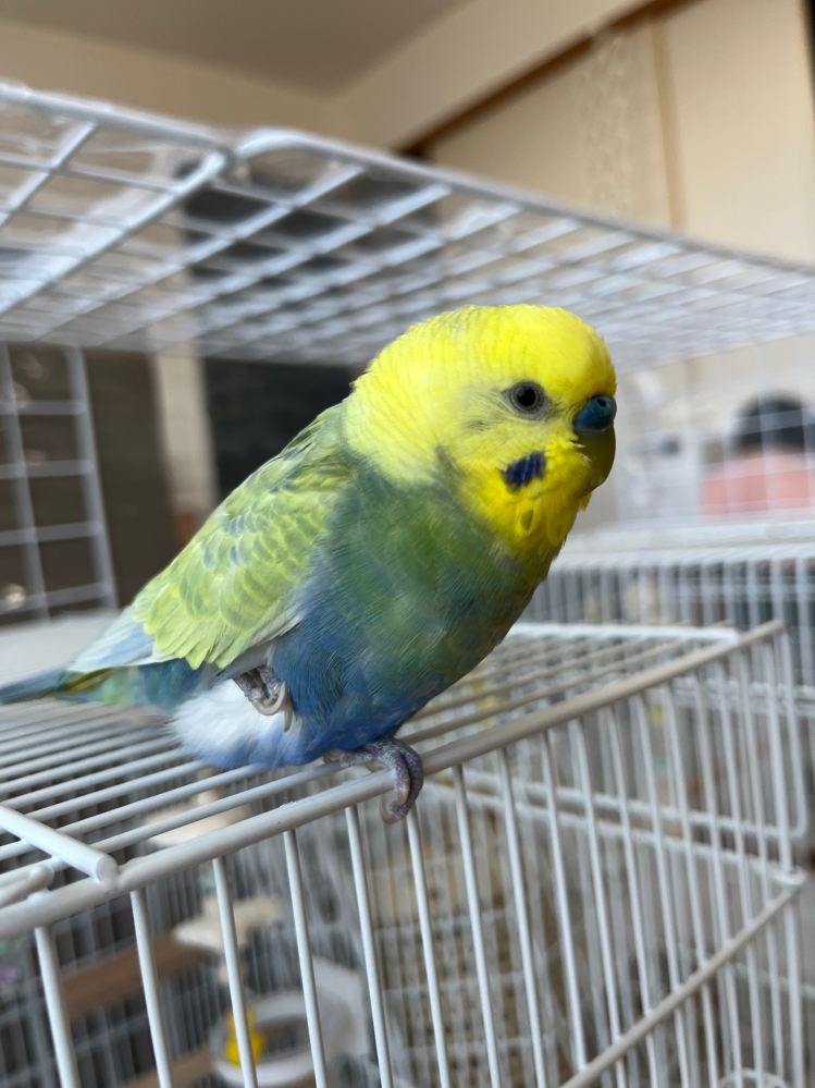 セキセイインコの足について質問です。 1歳の雄です。昨日から頻繁に右足を上げて片足で立つようになりました。 リラックスしてる時とは違い、指に乗せた時に体重もそんなにかけずかばっているようです。 他はいつも通りで、良く飛びますしおしゃべりもして元気そうです。 見ていない時に捻挫をしたのでしょうか、、歩いてはいるので、骨折ではないですよね。