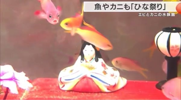 金魚やカニもひな祭りを楽しみますか。