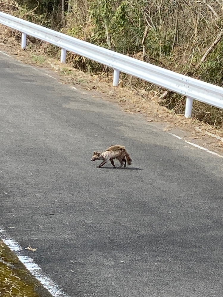 この動物は何ですか？ わかる方、教えてください。