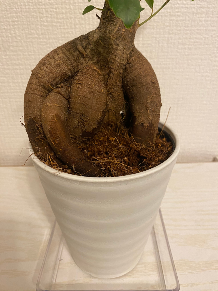 観葉植物ガジュマルについて質問です。 近くの園芸店で購入し3日目くらいにこの様なシミが出てきました。 これは根腐れでしょうか？ 葉は若干丸まっており変色はありません。 土は若干湿ってます。 下から1センチほど細い根が3本ほどでてます。 購入してから水は与えておりません。 根腐れだった場合、植え替えをしたいと思うのですが冬の時期なので躊躇してしまいます。 5月くらいまで待っても大丈夫でしょうか？ 無知な私にどうかお力添えをよろしくお願いします。