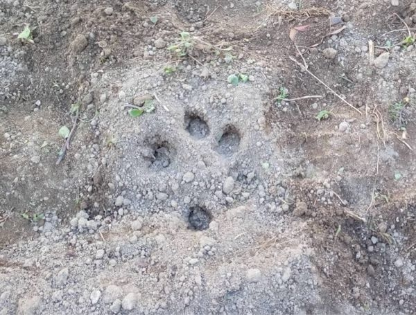 畑にこの様な足跡があったのですが、何の動物の足跡かわかる方いらっしゃいませんか？ 同じ様なものが3箇所続いてました