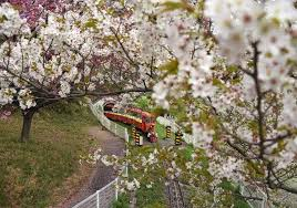 神奈川県内で桜の見どころを教えてもらえませんか？ やはり「こどもの国」がベストでしょうか？