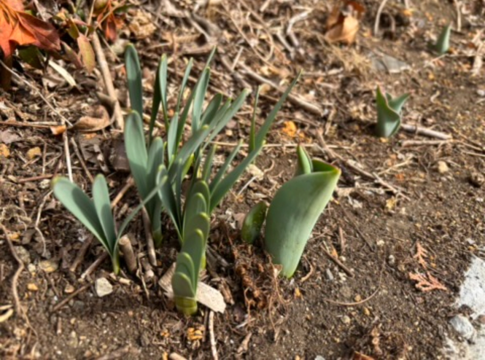 チューリップの芽が出てきたのですが、 その横に生えてる葉っぱ？芽？はなんですか？ 空き家を購入したばかりで 自分で植えたチューリップ以外何が どこで咲くかわからない状態です。 この位置だと、チューリップが咲くのを邪魔しますか？