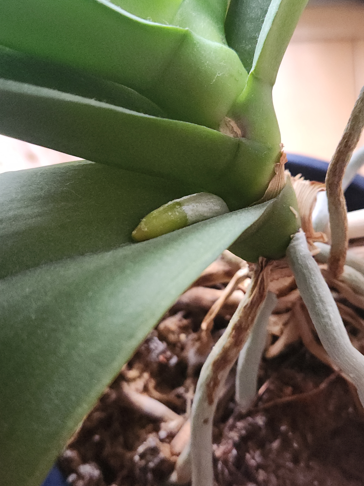 これは蘭の花芽でしょうか？ 初心者で分かりません。 またこれが花芽だとしたらこの3月に出てくるのは時期合ってますか？ 花はいつ頃なのかな？と疑問がいっぱいです。