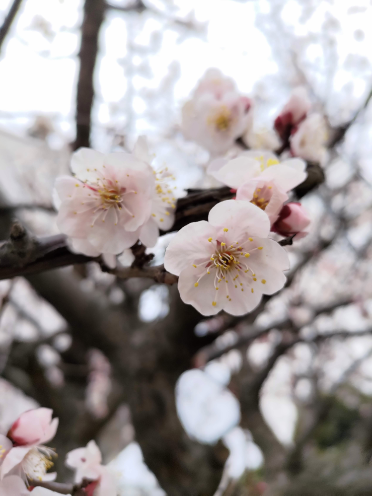 これは… 梅ですか？ 桜ですか？ 桜梅ですか？