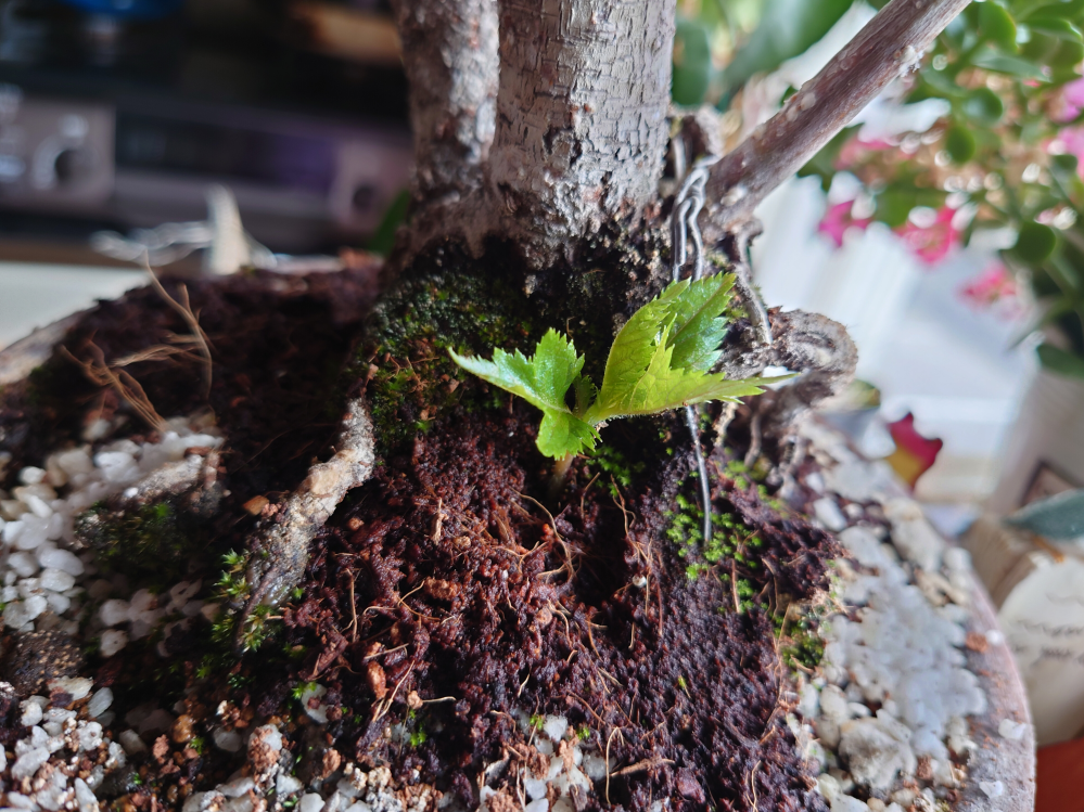 旭山桜の盆栽の幹の脇から生えてきたこれは何て植物ですか？桜の新芽