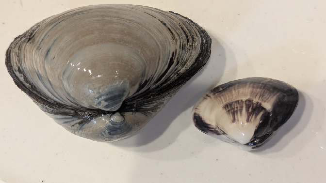 今日、潮干狩りにいきました。 右が普通のハマグリで5cm 左の謎の貝は数倍の大きさです。 いまとりあえず塩抜きしていますが、左の貝はなんなのでしょうか？ 食べれますか？？