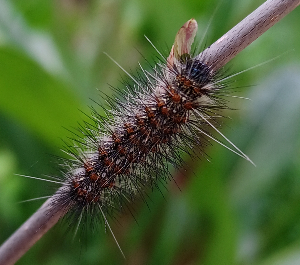 この写真の毛虫は、クワゴマダラヒトリで合ってますか？クワゴマダラ