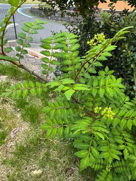 ナツメの木を庭に植えておくと、他のところから芽が出てきて