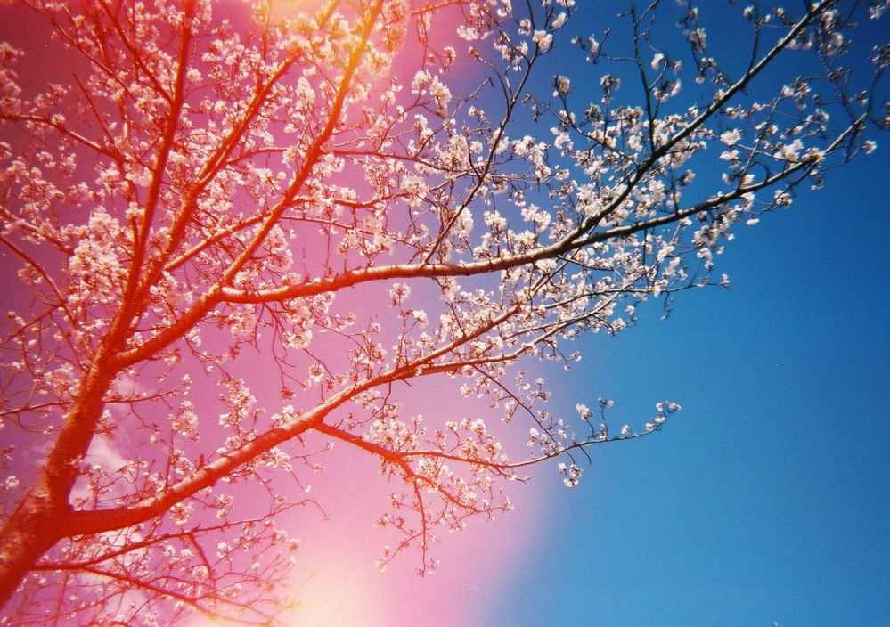 フィルムカメラの失敗についてです。 KodakM35を使用しています。 桜の写真を撮ったところ、失敗していました。 この原因はなんでしょうか？？ フラッシュは焚かずに撮りました。 この時のフィルムはフジカラープレミアム400です。 初心者なので有識な方、教えて頂きたいです。