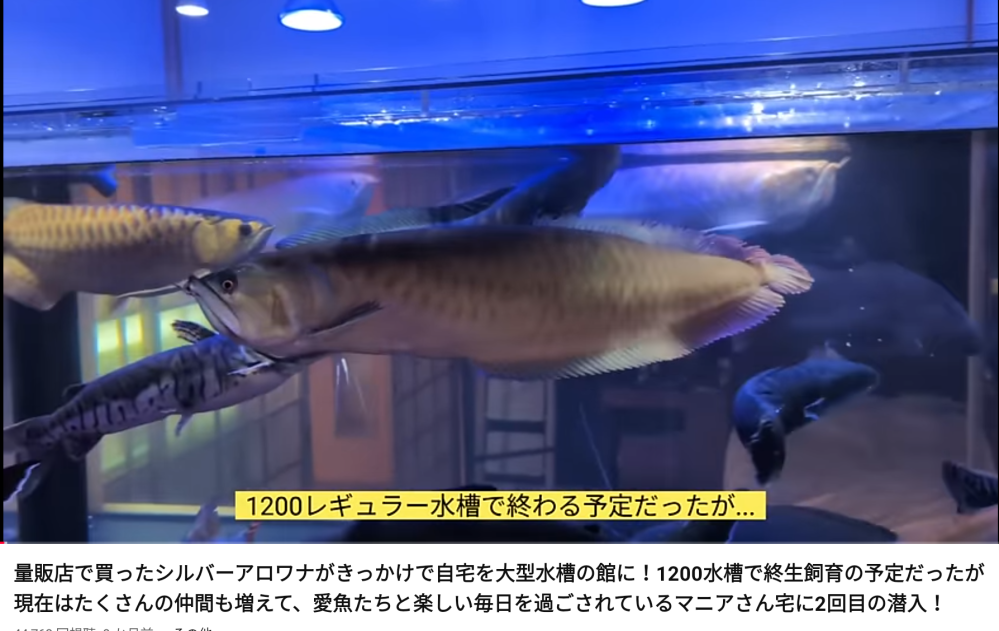 グッピーメインの水槽にレッドファイヤーシュリンプを入れたいと