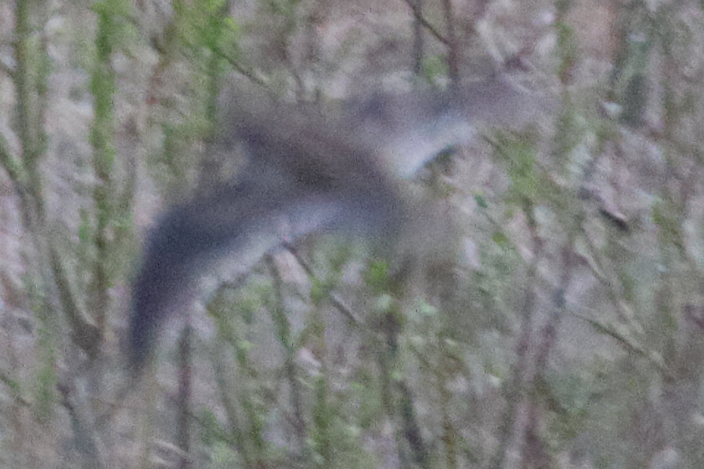 Merlin Bird ID で、音声でイソシギとでたのでました。 全部で10羽近くいたのですが、警戒心が強く直ぐに飛んでしまい、 写真は不鮮明なものしか撮れませんでした。 仮にアプリの件は無かったとしたら、 この写真だけでイソシギである確かさは何パーセントくらいでしょうか？ なお、本日、北海道の石狩川支流で撮ったものです。 動物 鳥類