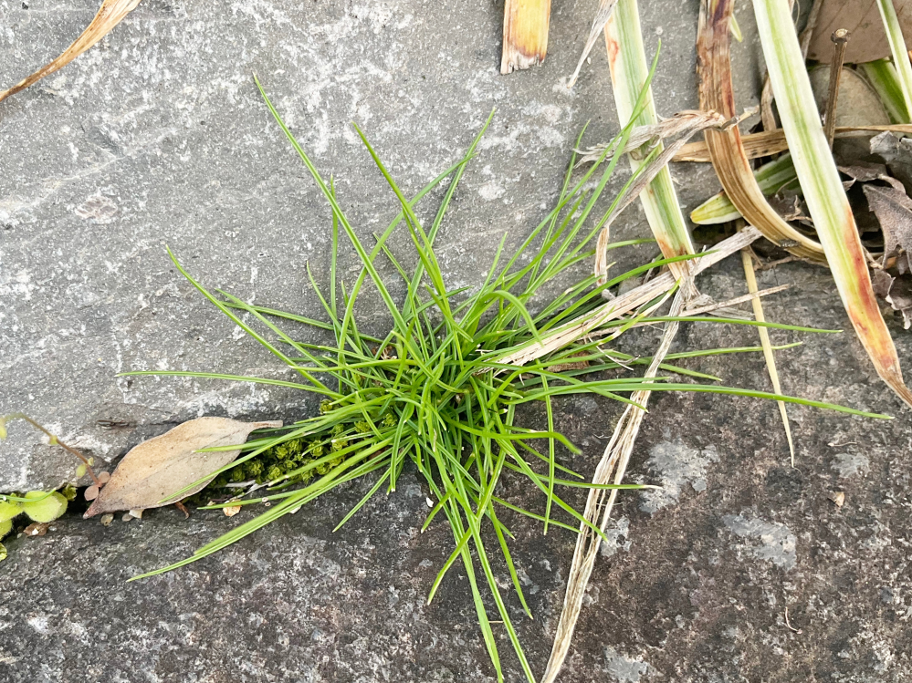 裸地と荒原の違いは何ですか？裸地は何も生育できないが、荒原は地衣... - Yahoo!知恵袋