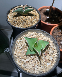 楽天市場】サンスベリア 観葉植物 希少 種 ピングイキュラ 4号