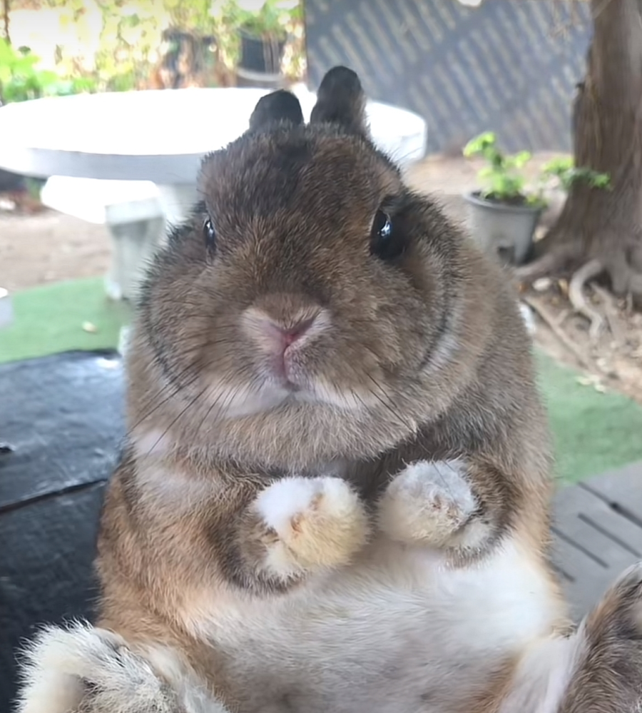 このうさぎの種類はネザーランドトワーフですか？