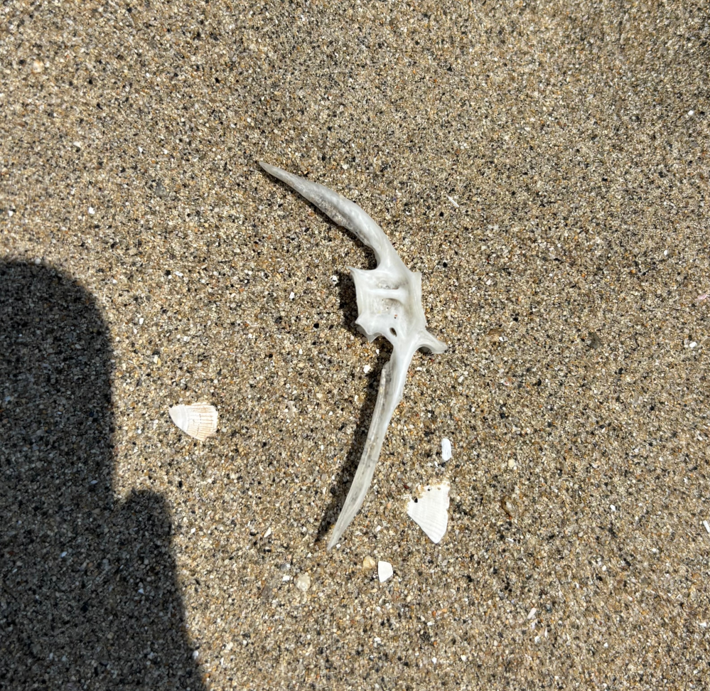 瀬戸内海の砂浜で骨をみつけたのですが、何の骨だと思われますか？手のひらより小さかったです。 鳥や猫とかじゃなくて魚ですよね、、？