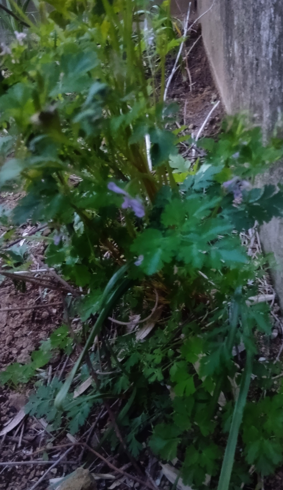 この花は何の花ですか？急に生えてきました 雑草や有害な草なら抜いてしまいたいのですが..。