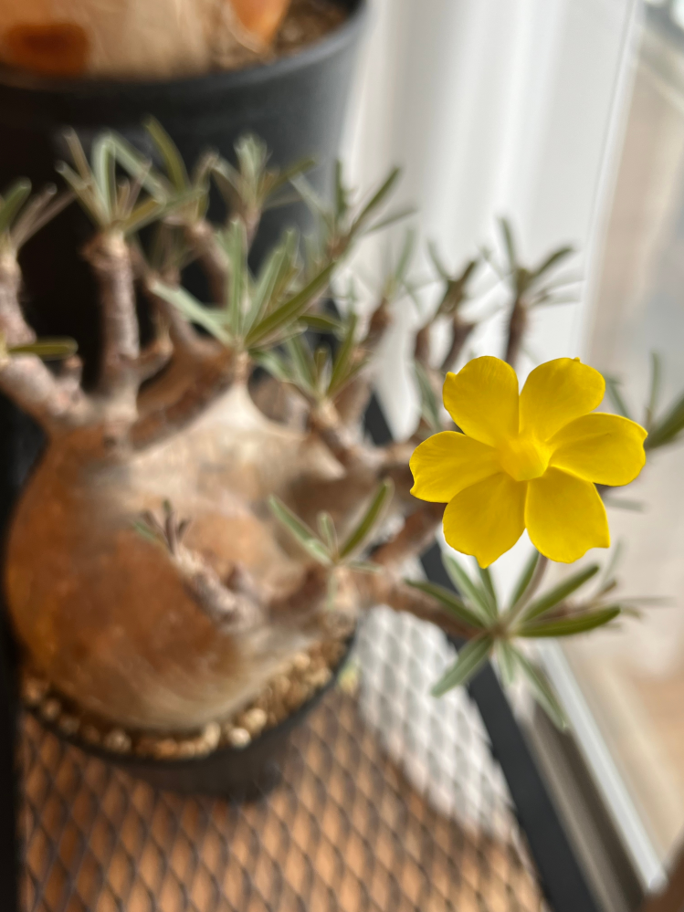 塊根植物のグラキリスについて質問です。グラキリスの花びらは5枚と