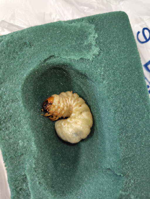 蛹室を壊して掘り出してしまったヒラタクワガタの幼虫です。 菌糸ビンに入れても潜らず頭が上に来てました。 取り出して人工蛹室に入れたのですが、これでよかったのでしょうか？ まだ菌糸ビンやマットに戻した方が良いでしょうか？
