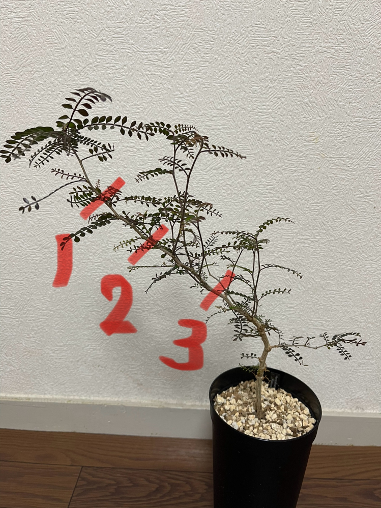 ユッカロストラータを購入しました。枯れた葉を切ると茶色か黒色 ユッカロストラータを購入しました。枯れた葉を切ると茶色か黒色