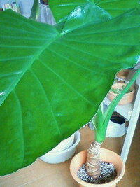 クワズイモの葉っぱの大きさについて この夏に わりと小ぶりなクワズイモを買った Yahoo 知恵袋