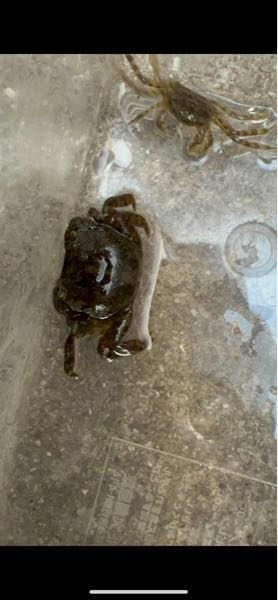 昨日、子供が近くの川でカニを捕ってきました。海から約9キロの気水域です。 モクズガニと、クロベンケイガニはわかったのですがこの2種類が調べてもわかりませんでした。 誰かわかる方よろしくお願いします。