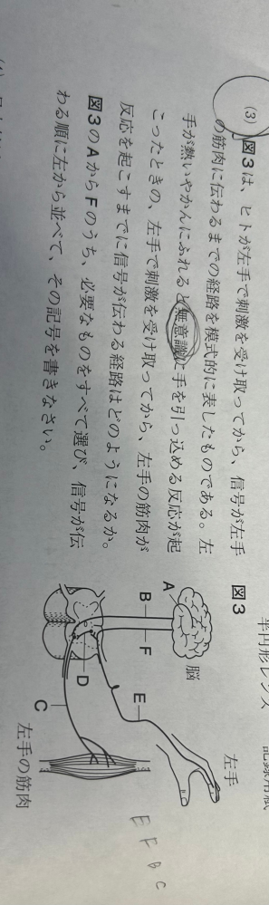 中学生理科の、反応についてです。 基本的な皮膚からの刺激に対する反応は、 手→感覚神経→脊髄→脳→脊髄→運動神経→手 で、反射が 手→感覚神経→脊髄→運動神経→手 と習ったのですが、画像の問題はどれに当てはまるんですか？脊髄はbとfのところではなくDのところだということですか？