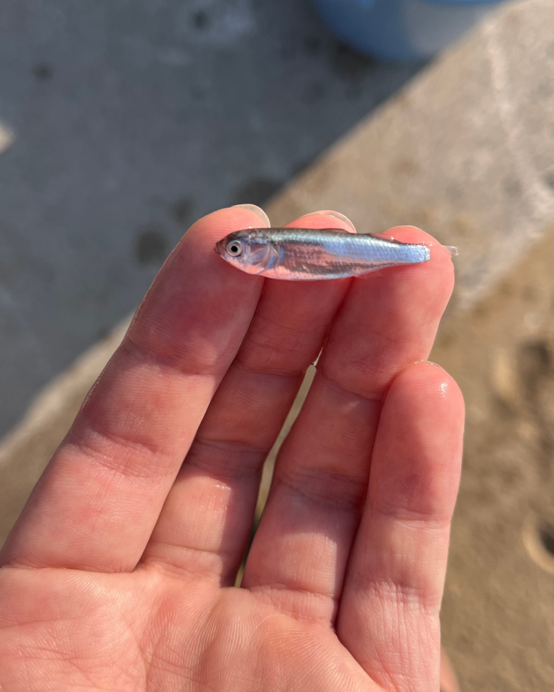 この魚の名前を教えて下さい。磯遊びをしていた際に群れで泳いでいたところを捕まえました。