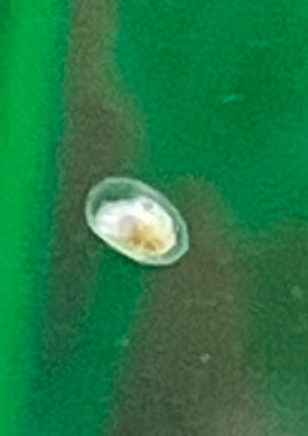 メダカ、タニシ、ヌマエビのいる水槽です。最近水槽の壁に下記の写真の物がついてることがたまにあります。大きさは1ミリぐらいです。 石巻貝の卵かなと思いましたが、貝は買ってきたタニシ1匹のみで毎回１粒だけついているので多分違うと思います。ただのゴミならいいのですが…