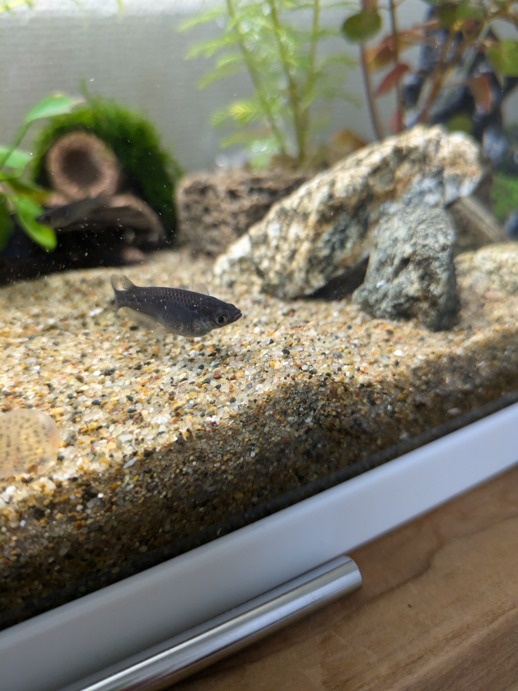 黒メダカを飼っています。 白っぽい点々がある事に気付きました。これは白点病でしょうか？ 体をこする動きは見られません。 それとお腹も出ているのですが何か病気ですか？色々調べたのですが分からなくて… 詳しい方教えて下さい。
