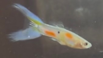 この熱帯魚の名前を教えてください。