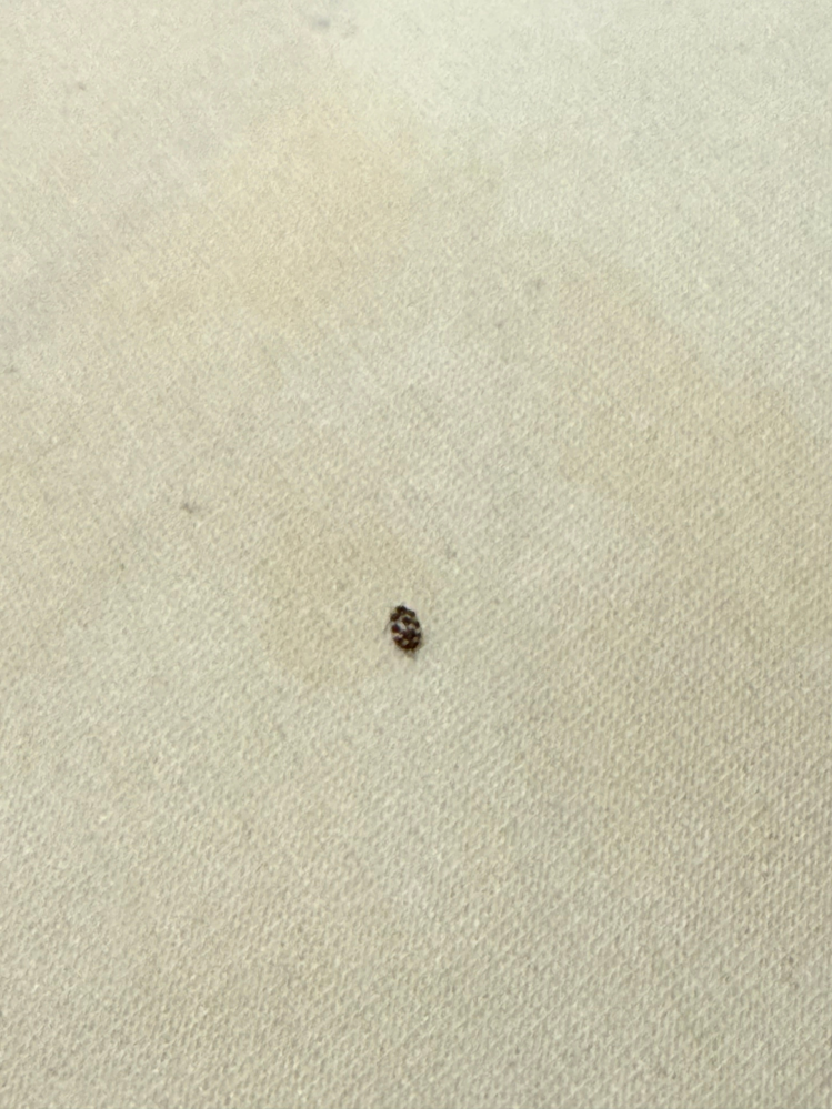 小さいのでわかりにくい写真ですみません。 最近自室でよくこの虫さんに遭遇します。 これは何かわかる方はいませんか？ 人間に害はありますか？