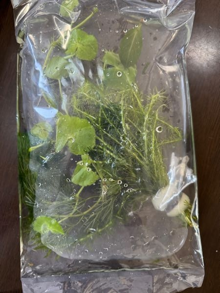 Amazonで水草を買いました。が、詐欺られたような気がしています。 本日、注文していた水上葉の水草が届きました。 charmの水草6種60本を注文したつもりで、届いたのが画像のものです。 (商品画像はcharm おまかせ水草詰め合わせパック 6種60本で検索していただくと違いがわかるかと思います。) まずボリュームが違いますし、何よりこれって水中葉な気がしているのですが、、、。(知識がないので違ったらすみません。) 梱包なども違いますし。(大きさは30cmより少し小さいくらい) よくよく見返してみたらブランドはcharmとなっていましたが、販売元がcharmではありませんでした。 返品しようとしてもできない状態です。 どうすれば良いのでしょうか？