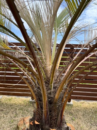 値下げ可能】ココスヤシ