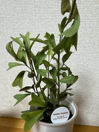 最近無印で購入した観葉植物に元気がありません。購入時より緑色
