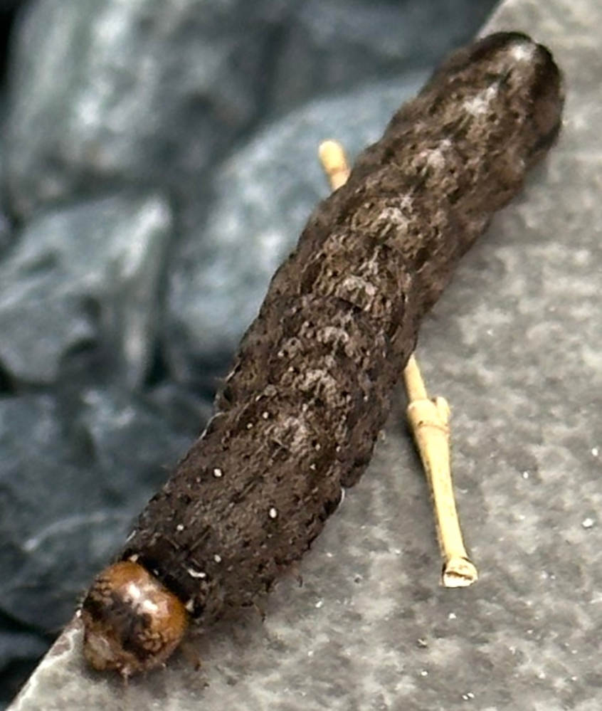 この虫はなんでしょうか？ 毛は無さそうで、芋虫の歩き方(シャクトリムシの歩き方ではなく)でした。