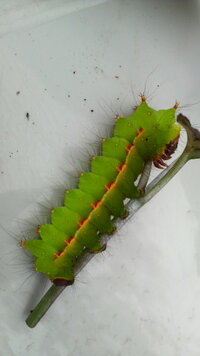 庭にある ハナミズキ の木についていた毛虫です 去年はイラガの幼虫がついていて Yahoo 知恵袋