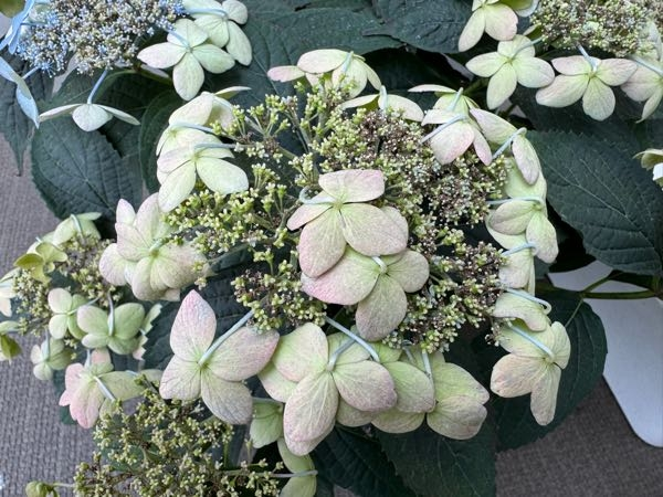 買ってきたアジサイが1ヶ月ほどで花が下を向くようになってしまいまし