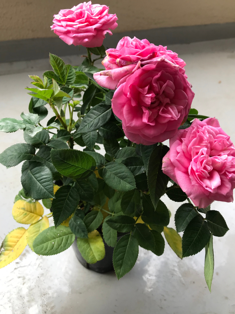 母の日に購入したバラですが、このバラは来年もまた花が咲きますか