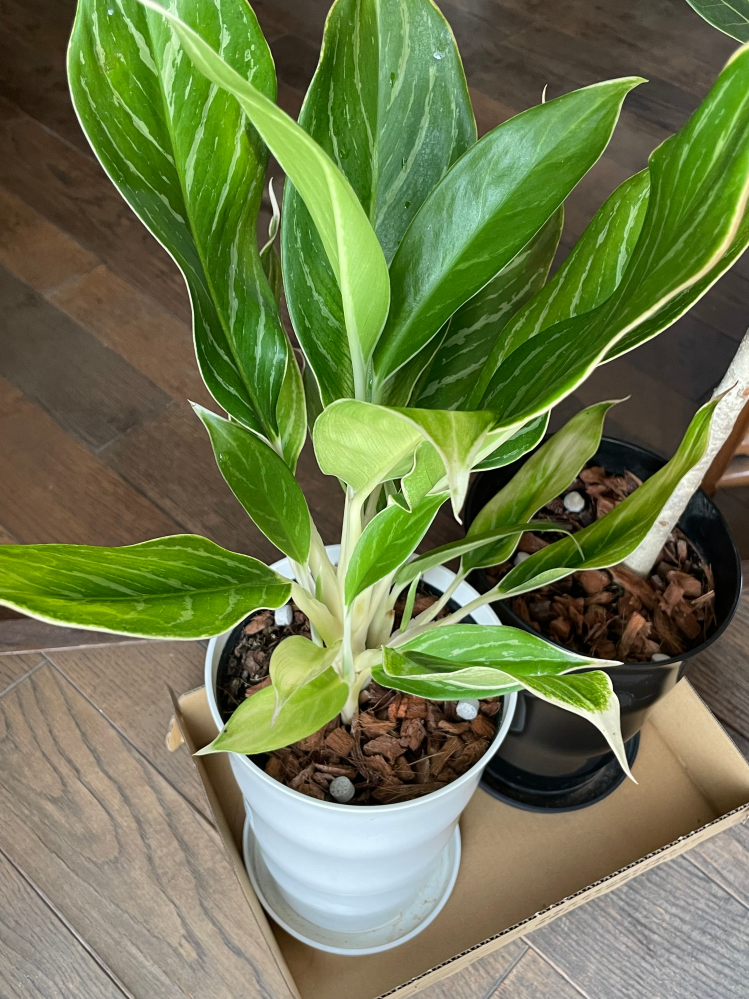 新潟県のその他 観葉植物 育成ケージ ジュエルオーキッド アグラオネマ 